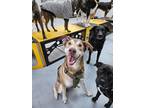 Adopt McFly a Brown/Chocolate - with White Husky / Mixed Breed (Medium) dog in