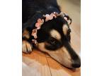 Adopt Ella a Black - with Tan, Yellow or Fawn Australian Kelpie / German