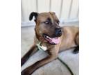 Adopt Bear a Brown/Chocolate - with Black Black Mouth Cur / German Shepherd Dog