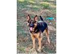 Adopt Nala a Black - with Tan, Yellow or Fawn German Shepherd Dog / Mixed dog in