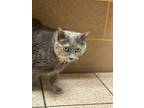 Adopt Thea a Gray or Blue Domestic Shorthair / Mixed Breed (Medium) / Mixed