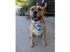 Adopt Seamus a Tan/Yellow/Fawn Flat-Coated Retriever / Mixed Breed (Medium) /