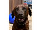 Adopt Chubbs a Chesapeake Bay Retriever / Golden Retriever dog in Jackson
