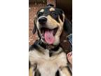 Adopt Piglet a Black - with White Labrador Retriever / Anatolian Shepherd dog in