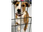 Adopt Pink a Red/Golden/Orange/Chestnut - with White Terrier (Unknown Type
