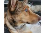 Adopt Josh a Tan/Yellow/Fawn Catahoula Leopard Dog / Husky / Mixed dog in