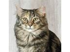 Adopt Cedar a Brown Tabby Domestic Shorthair / Mixed (short coat) cat in Santa