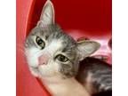 Adopt Luna H a Brown Tabby Domestic Shorthair / Mixed (short coat) cat in Santa