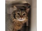 Adopt Woody Hansen a Brown Tabby Domestic Mediumhair / Mixed (medium coat) cat