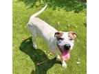 Adopt Theo a White - with Tan, Yellow or Fawn Pointer / Mixed dog in Hilton