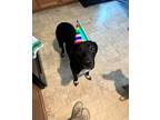 Adopt Sirloin a Black German Shorthaired Pointer / Labrador Retriever / Mixed