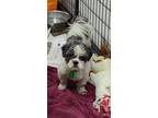 Adopt Rupert a Tan/Yellow/Fawn - with White Shih Tzu / Mixed dog in Mukwonago
