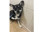 Adopt Dickory a Black Shiba Inu / Mixed Breed (Medium) / Mixed (short coat) dog