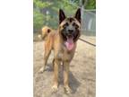 Adopt Wunjo a Black Akita / Mixed Breed (Medium) / Mixed (short coat) dog in