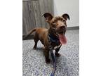 Adopt Doby a Brown/Chocolate Dachshund / Mixed Breed (Medium) / Mixed (short