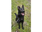 Adopt Journey a Black German Shepherd Dog / Mixed Breed (Medium) / Mixed (short