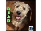 Adopt Bear a White - with Gray or Silver Wheaten Terrier / Mixed dog in
