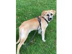 Adopt Trevor a Tricolor (Tan/Brown & Black & White) Shepherd (Unknown Type) /