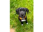 Adopt ARMON a Black Border Collie dog in Westminster, CO (41412355)