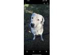 Adopt Susie a White - with Black Great Pyrenees / Labrador Retriever / Mixed dog