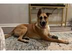Adopt Georgia a Tan/Yellow/Fawn - with White German Shepherd Dog dog in