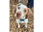 Adopt Petunia a White - with Tan, Yellow or Fawn Pointer / German Shorthaired