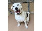 Adopt Twix a White - with Brown or Chocolate Beagle / Labrador Retriever / Mixed
