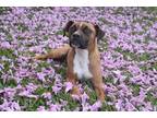 Adopt Ambrose a Tan/Yellow/Fawn - with White Boxer / Black Mouth Cur dog in