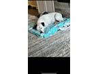 Adopt Zoey a White - with Black Terrier (Unknown Type, Medium) / Mutt / Mixed