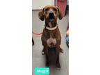 Adopt Maggie a Hound (Unknown Type) / American Pit Bull Terrier / Mixed dog in