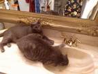 Adopt Lover a Gray or Blue Russian Blue / Mixed (short coat) cat in Titusville