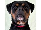 Adopt George a Tricolor (Tan/Brown & Black & White) Boxer / Mixed dog in
