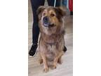 Adopt Floof a Tricolor (Tan/Brown & Black & White) Chow Chow / Shepherd (Unknown