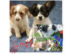 Adopt Elwood a White Schnauzer (Standard) / Mixed Breed (Medium) / Mixed (short