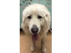 Adopt McCloudson a White Great Pyrenees / Mixed Breed (Medium) / Mixed (long