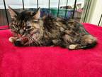 Adopt Flufferbutt a Brown Tabby Domestic Longhair / Mixed Breed (Medium) / Mixed