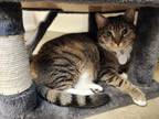Adopt Bubbles a Brown Tabby Domestic Shorthair / Mixed Breed (Medium) / Mixed
