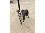Adopt Chloe a White American Pit Bull Terrier / Mixed Breed (Medium) / Mixed