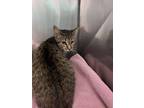 Adopt Annie a Brown Tabby Domestic Shorthair / Mixed Breed (Medium) / Mixed