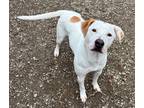Adopt Clarabelle a White Pointer / Mixed Breed (Medium) / Mixed (short coat) dog