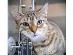Adopt Thyme a Brown Tabby Domestic Shorthair / Mixed Breed (Medium) / Mixed