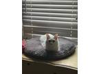 Adopt Angelica(Angie) a White Turkish Angora / Mixed (medium coat) cat in