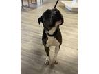 Adopt Gala a Merle Catahoula Leopard Dog / Mixed dog in Smyrna, GA (41412098)