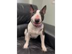 Adopt Laila a White - with Black Bull Terrier / Mixed dog in Skokie