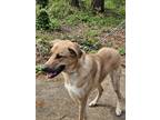 Adopt Maxwell a Tan/Yellow/Fawn - with Black Dutch Shepherd / Mixed dog in