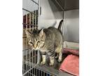 Adopt Tigger a Brown Tabby Domestic Mediumhair / Mixed (medium coat) cat in