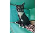 Adopt Ganymede a All Black Domestic Shorthair / Mixed Breed (Medium) / Mixed