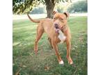 Adopt Bruno a Brindle American Pit Bull Terrier / Mixed Breed (Medium) / Mixed