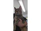 Adopt Monica a Brown Tabby Domestic Shorthair / Mixed Breed (Medium) / Mixed