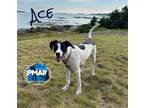 Adopt Ace a White - with Black Pit Bull Terrier / Mixed dog in Binghamton